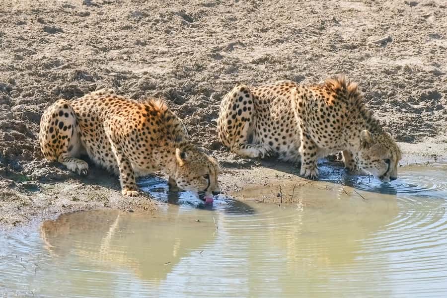 From Johannesburg: Kruger National Park 3-Day Safari - Lunch inside Kruger and your first afternoon game drive