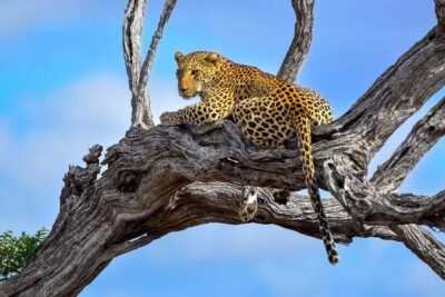 From Johannesburg: Kruger National Park 3-Day Safari - The Johannesburg to Kruger transfer: Elands Valley citrus and real time saved