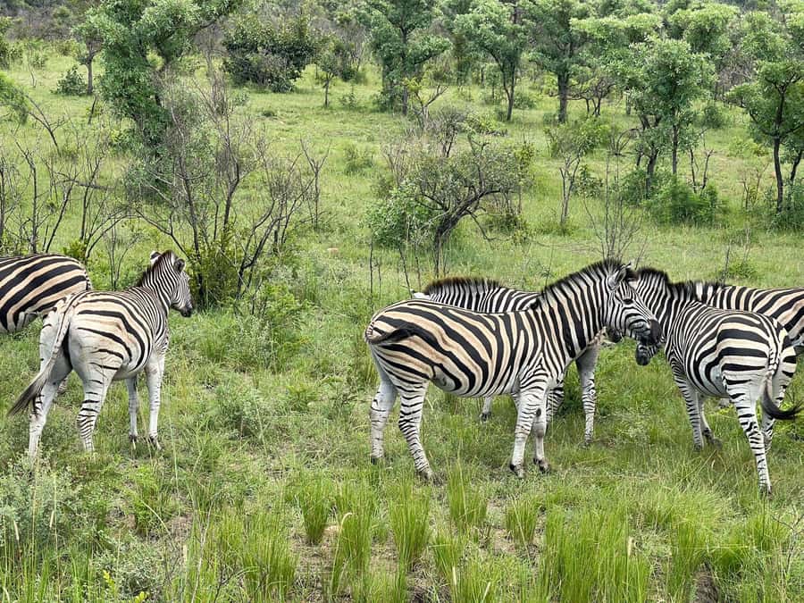From Johannesburg: Kruger National Park 3-Day Safari - Tembo Guest Lodge in Hazyview: a comfortable base between park days