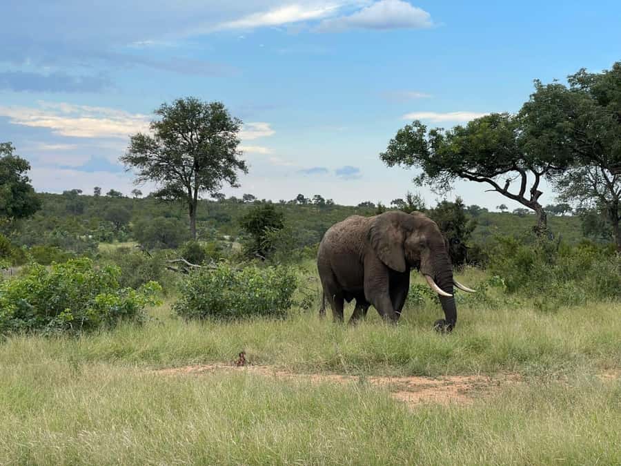 From Johannesburg: Kruger National Park 3-Day Safari - Watering-hole viewing for hippos and crocodiles, plus midday recovery