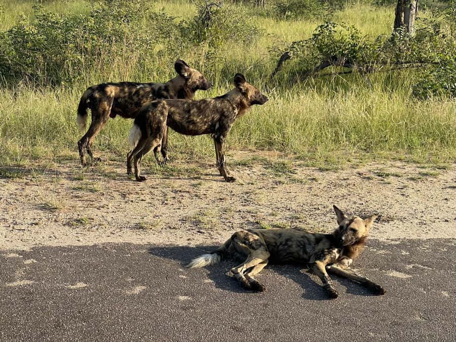 From Johannesburg: Kruger National Park 3-Day Safari - Second afternoon drive and the hunt for elusive wildlife