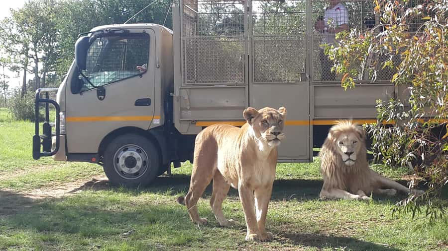 From Johannesburg: Lion & Safari Park Half-Day Tour - Key highlights at a glance