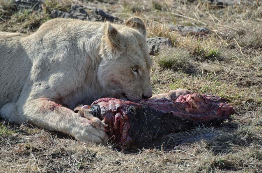 From Johannesburg: Lion & Safari Park Half-Day Tour - What the included stuff gets you (and what it doesn’t)