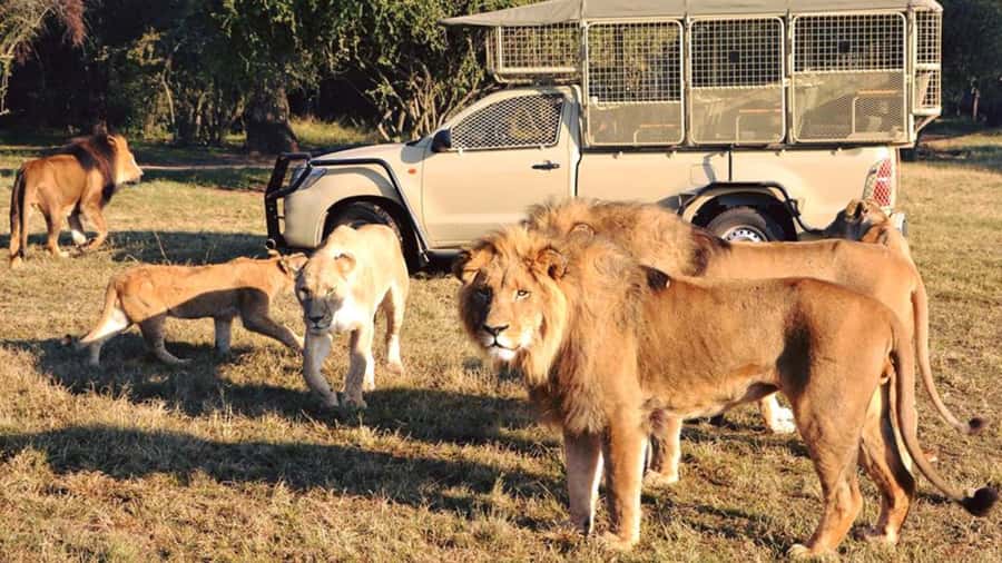 From Johannesburg: Lion & Safari Park Half-Day Tour - Picking up you: Johannesburg or Pretoria, then straight to Lion Park