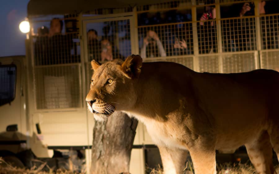 From Johannesburg: Lion & Safari Park Half-Day Tour - Entering Lion Park: a natural habitat, fenced-in reality, and why that can still be worth it