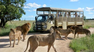 From Johannesburg: Lion & Safari Park Half-Day Tour - The ride out: about 45 minutes of getting ready for game viewing