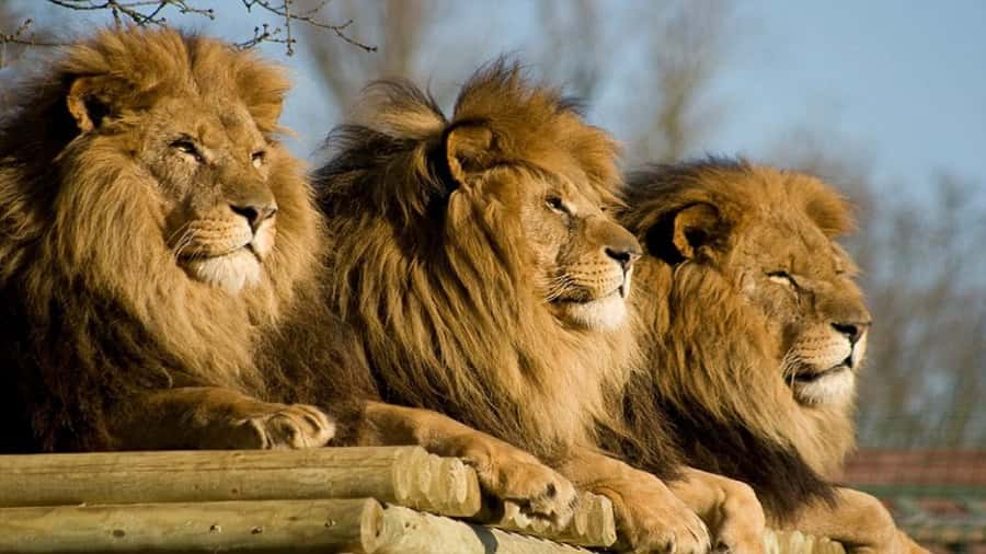 From Johannesburg: Lion & Safari Park Half-Day Tour - What you might see: lions plus the other carnivores of the park