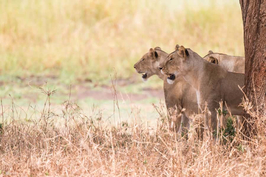 From Johannesburg: Lion & Safari Park Half-Day Tour - Guide + driver teamwork: the difference between a ride and an experience