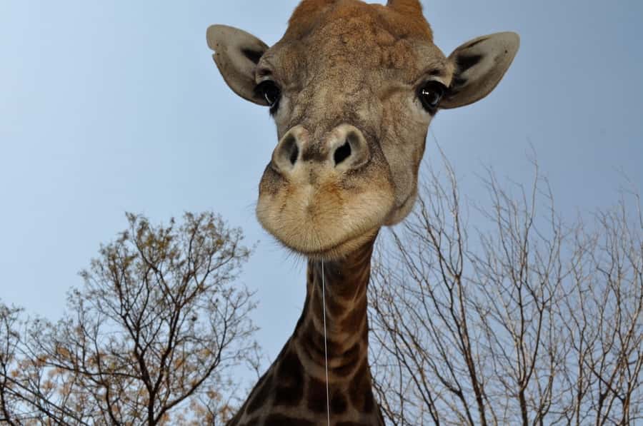 From Johannesburg: Lion & Safari Park Half-Day Tour - Small group size (13 max): easier pacing and better attention