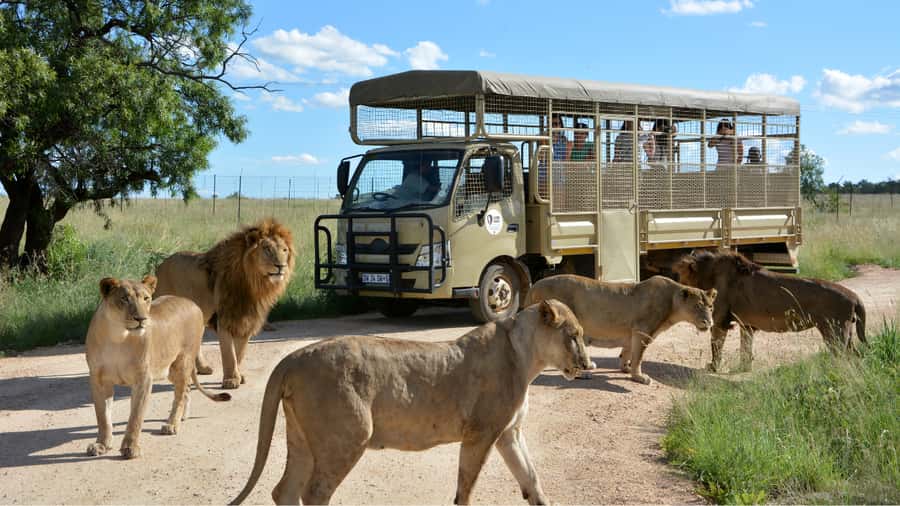 From Johannesburg: Lion & Safari Park Half-Day Tour - The ride out: about 45 minutes of getting ready for game viewing
