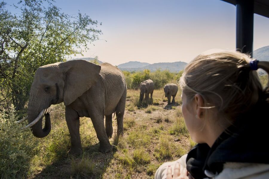 From Johannesburg: Pilanesberg Nature Reserve Game Safari - Final say: should you book the Johannesburg to Pilanesberg safari day trip?