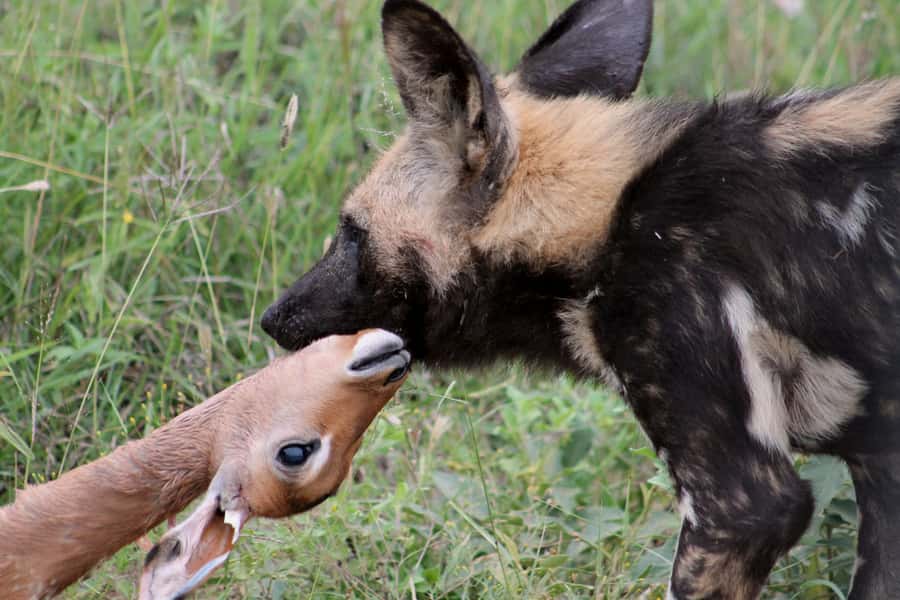 From Johannesburg: Pilanesberg Nature Reserve Game Safari - Lunch at a rest camp overlooking waterhole: why it’s more than a meal