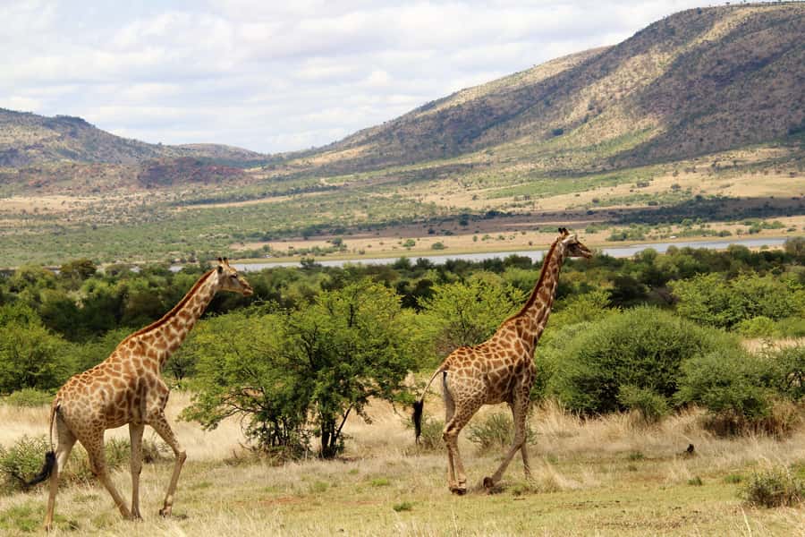 From Johannesburg: Pilanesberg Nature Reserve Game Safari - Price and the conservation fee: how to judge real value
