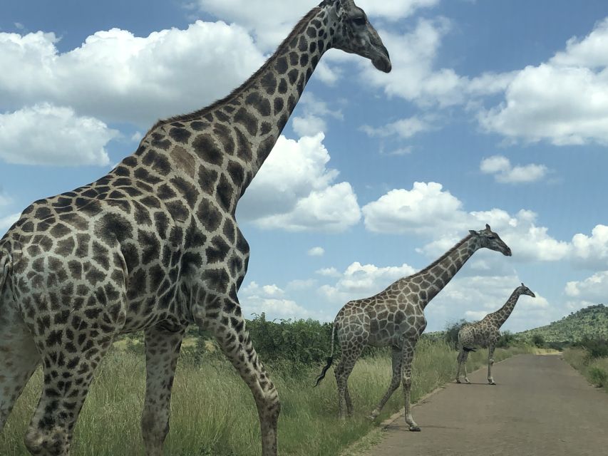 From Johannesburg: Pilanesberg Wildlife Safari - Price and value: what you’re really paying for at $263