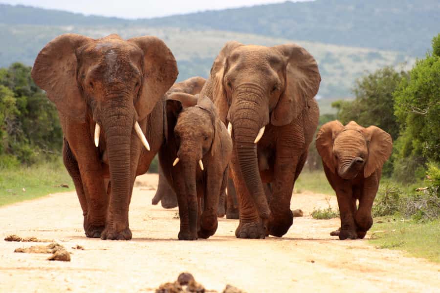 From Johannesburg: Pilanesberg Wildlife Safari - Pilanesberg’s “extinct volcano” feel: why this safari stands out