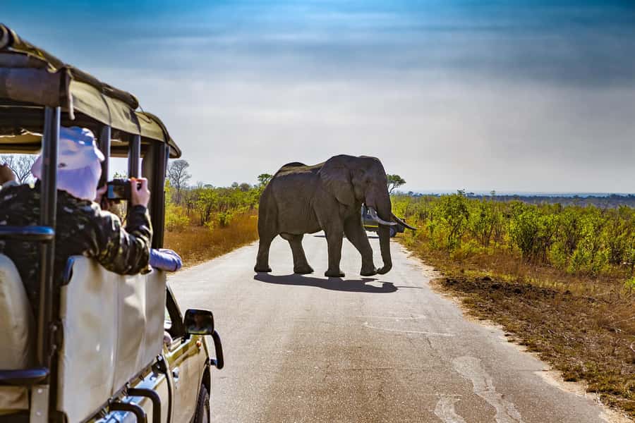 From Johannesburg: Pilanesberg Wildlife Safari - Open safari jeep vs closed minibus: how your seat changes the game