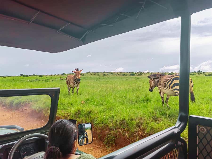 From Johannesburg: Rhino & Lion Safari and Wonder Cave Tour - Why this Bothongo safari pairs so well with Wonder Cave