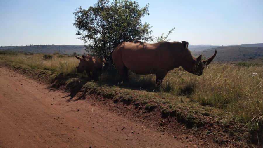 From Johannesburg: Rhino & Lion Safari and Wonder Cave Tour - Key highlights worth knowing before you go