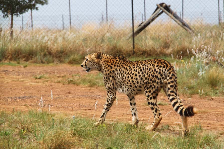 From Johannesburg: Rhino & Lion Safari and Wonder Cave Tour - From Johannesburg to the Cradle of Humankind, fast and easy