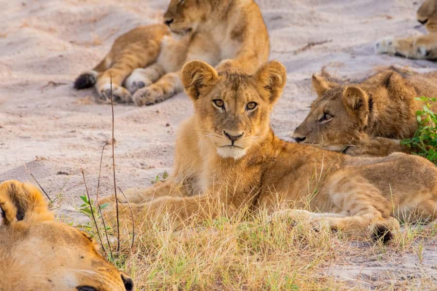 From Kasane: Chobe National Park Full Day Wildlife Safari - Key things that make this Chobe day safari special
