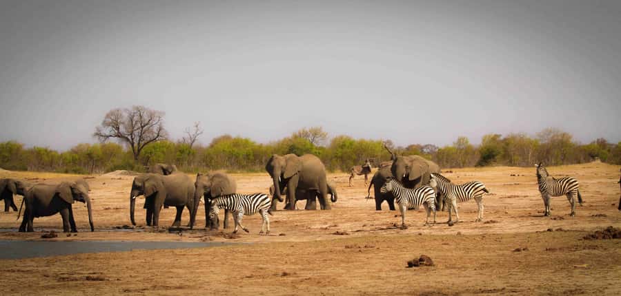 From Kasane: Chobe National Park Full Day Wildlife Safari - Morning Chobe River boat cruise (3.5 hours) for elephants and more