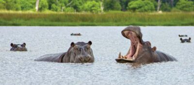 From Kasane: Chobe National Park Full Day Wildlife Safari - Quadripoint and Kazungula Bridge: the border-country bonus