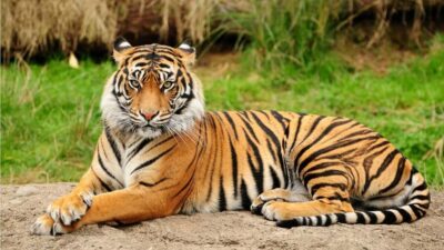 From Kathmandu/Pokhara: 3-Day All-Inclusive Chitwan Safari - Sauraha arrival and Tharu culture night: more than a warm-up