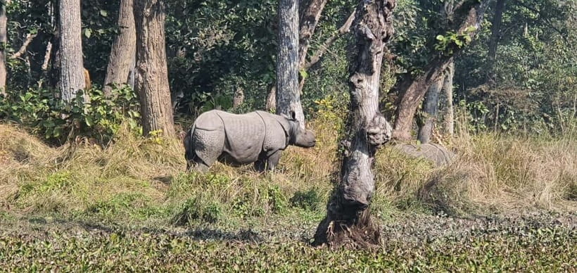 From Kathmandu/Pokhara: 3 Days All-Inclusive Chitwan Safari - From Kathmandu or Pokhara to Chitwan: the transfer is part of the deal