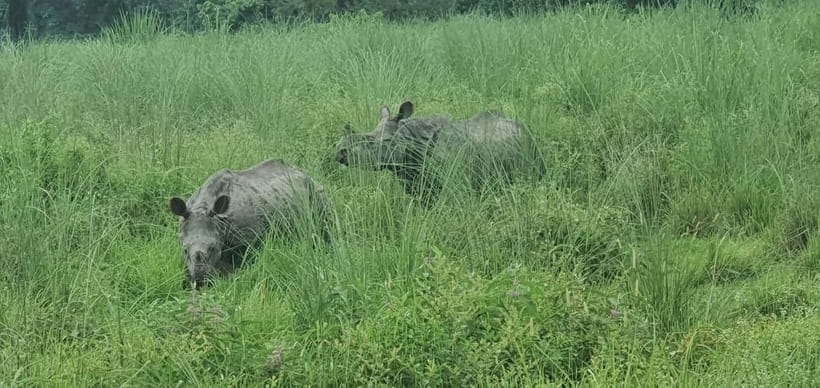 From Kathmandu/Pokhara: 3 Days All-Inclusive Chitwan Safari - Should you book this Chitwan safari from Kathmandu or Pokhara?
