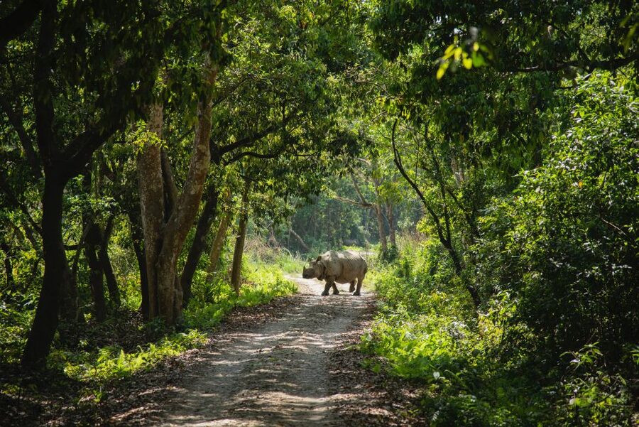 From Kathmandu/Pokhara: Private 3-Day Chitwan Safari Tour - Day 2 Jeep Safari: The Big Wildlife Day in Chitwan National Park