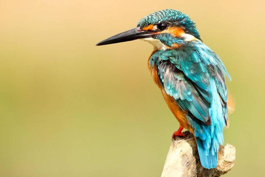From Kathmandu/Pokhara: Private 3-Day Chitwan Safari Tour - Rapti River Canoe Ride: Quiet Wildlife Time After Lunch