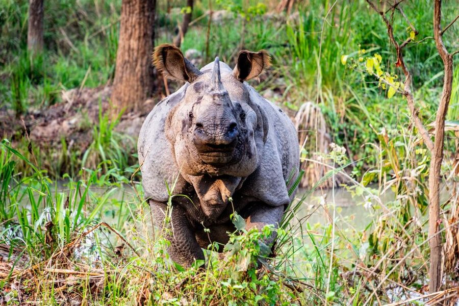 From Kathmandu/Pokhara: Private 3-Day Chitwan Safari Tour - Price and Value: Is $168 Per Person Worth It?