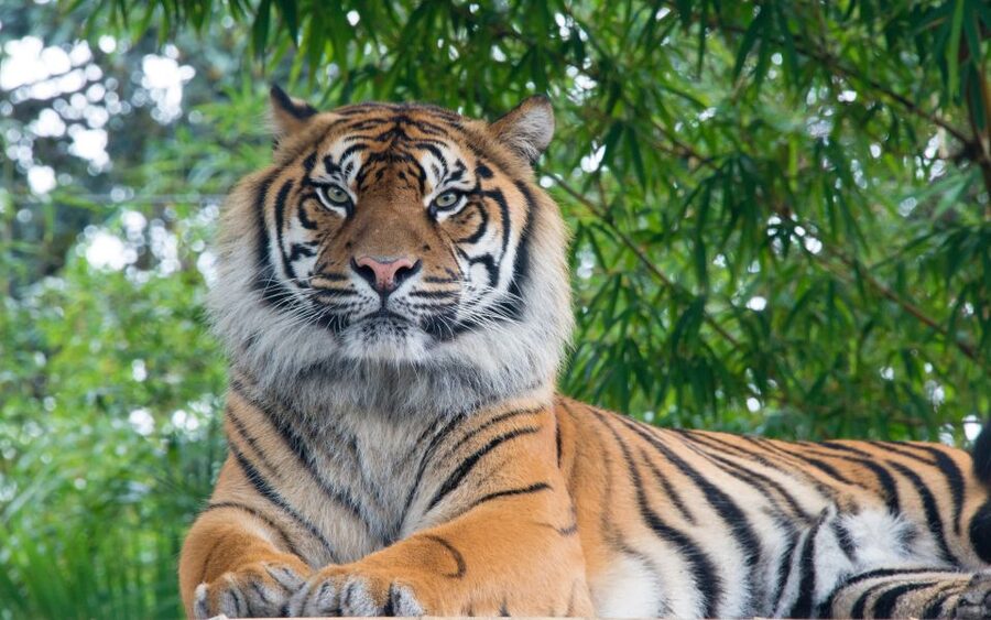 From Kathmandu/Pokhara: Private 3-Day Chitwan Safari Tour - What to Pack (So You Don’t Fight the Trip)