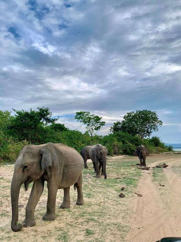 From Mirissa/Galle/Hikkaduwa: Udawalawa National Park Safari - Key Highlights You’ll Actually Care About