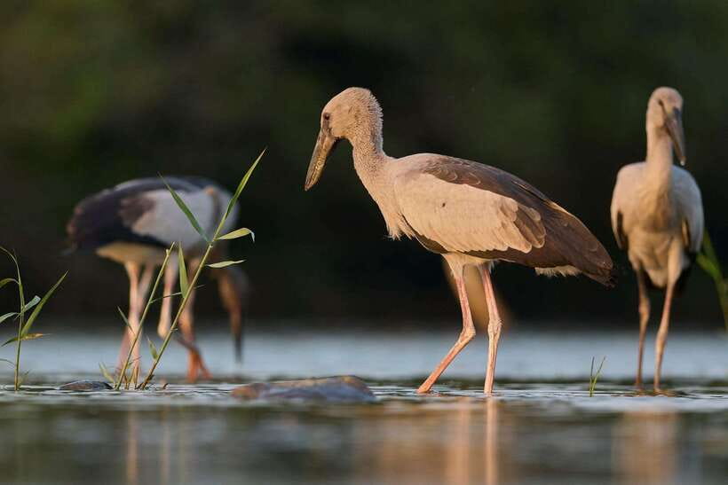 From Mirissa/Galle/Hikkaduwa: Udawalawa National Park Safari - Udawalawe Safari in Plain Terms: What You’re Really Buying