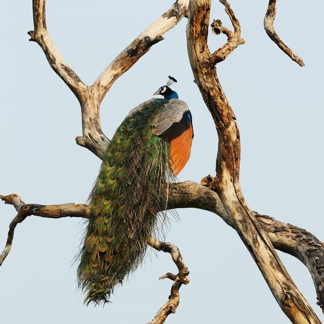 From Mirissa/Galle/Hikkaduwa: Udawalawa National Park Safari - Elephant Transit Home Visits at 10:30, 2:30, and 6:00