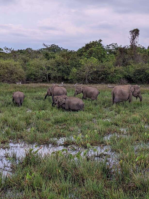 From Mirissa/Galle/Hikkaduwa: Udawalawa National Park Safari - How Long It Takes and What That Means for Your Day