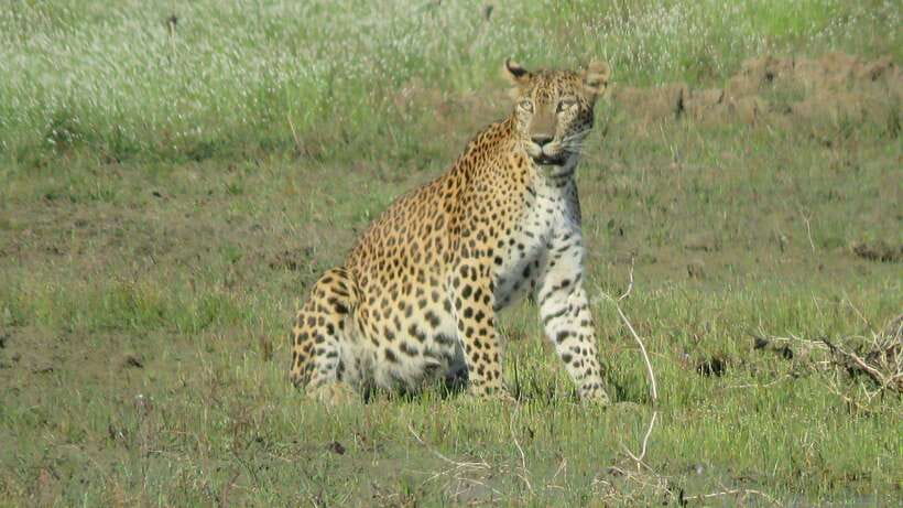 From Mirissa/Galle/Hikkaduwa: Udawalawa National Park Safari - Price and What Costs Extra (National Park Tickets + Food)