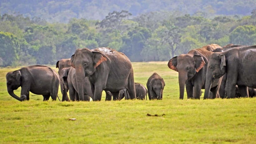 From Mirissa / Galle / Tangalle to Yala Safari & Drop- Ella - Key things that make this Yala + Ella day work