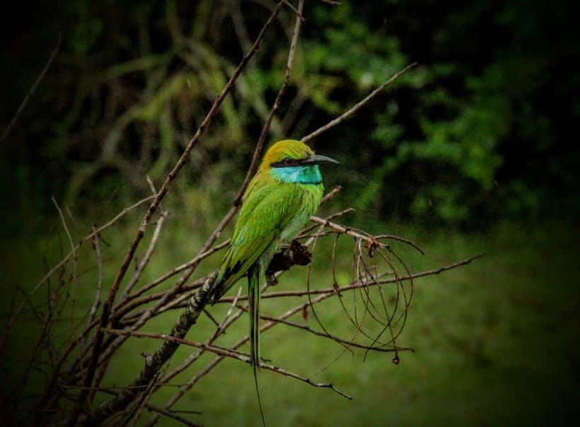 From Mirissa / Galle / Tangalle to Yala Safari & Drop- Ella - Should you book this Yala safari with Ella drop-off?