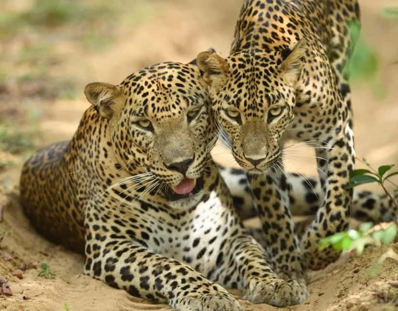 From Mirissa / Galle / Tangalle to Yala Safari & Drop- Ella - Entering Yala for real: the 4-hour wildlife block