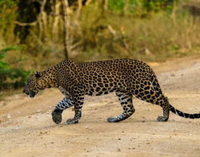 From Mirissa / Galle / Tangalle to Yala Safari & Drop- Ella - Pickup and drop-off: matching the tour to your route