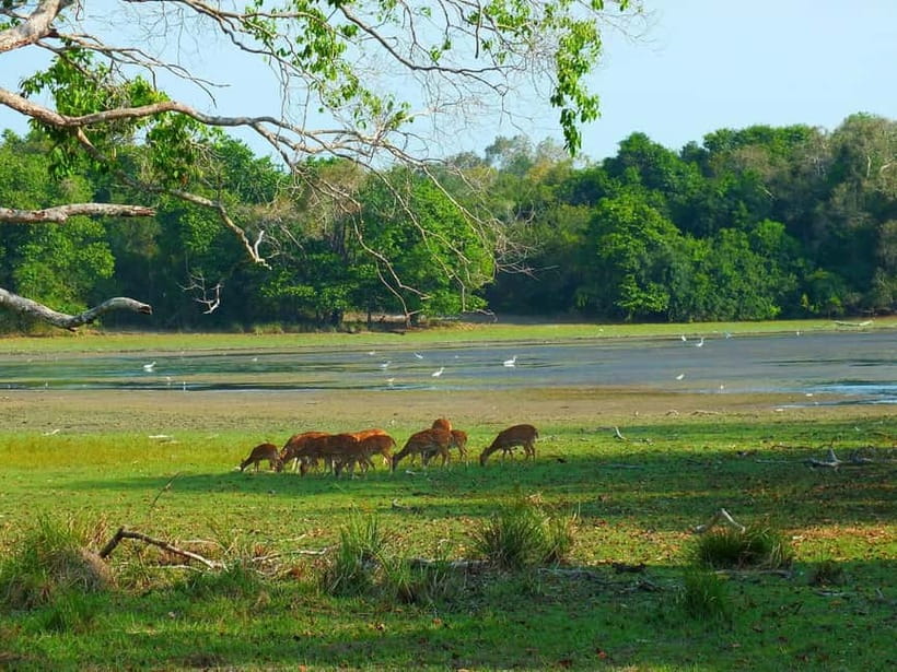 From Mirissa / Galle / Tangalle to Yala Safari & Drop- Ella - Leopards are the headline. Here’s how to handle reality.