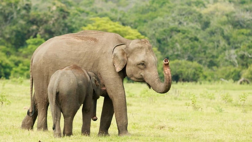 From Mirissa / Galle / Tangalle to Yala Safari & Drop- Ella - The transfer through Sri Lanka: getting to Ella without the stress