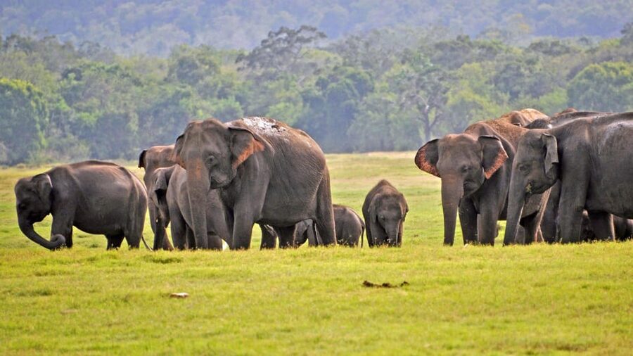 From Mirissa / Galle / Tangalle to Yala Safari & Drop- Ella - The value question: price vs. the real budget