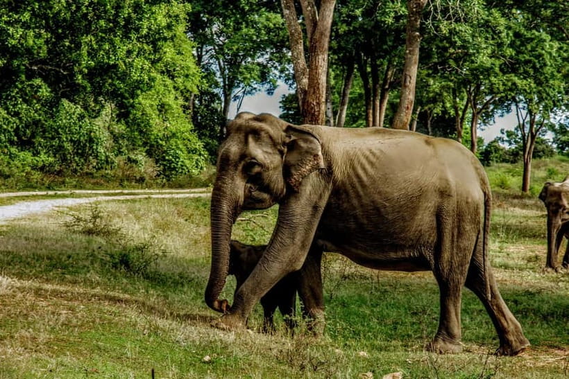 From Mirissa / Galle / Tangalle to Yala Safari & Drop- Ella - Who this Yala + Ella package suits best