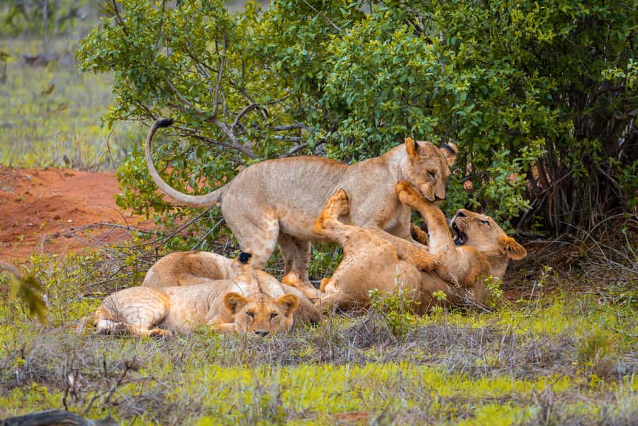 From Mombasa/Mtwapa/Diani/Tiwi: Tsavo East Full-Day Safari - Key points at a glance