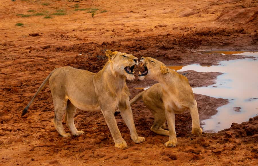 From Mombasa/Mtwapa/Diani/Tiwi: Tsavo East Full-Day Safari - Tsavo East in one day: what you’re really buying