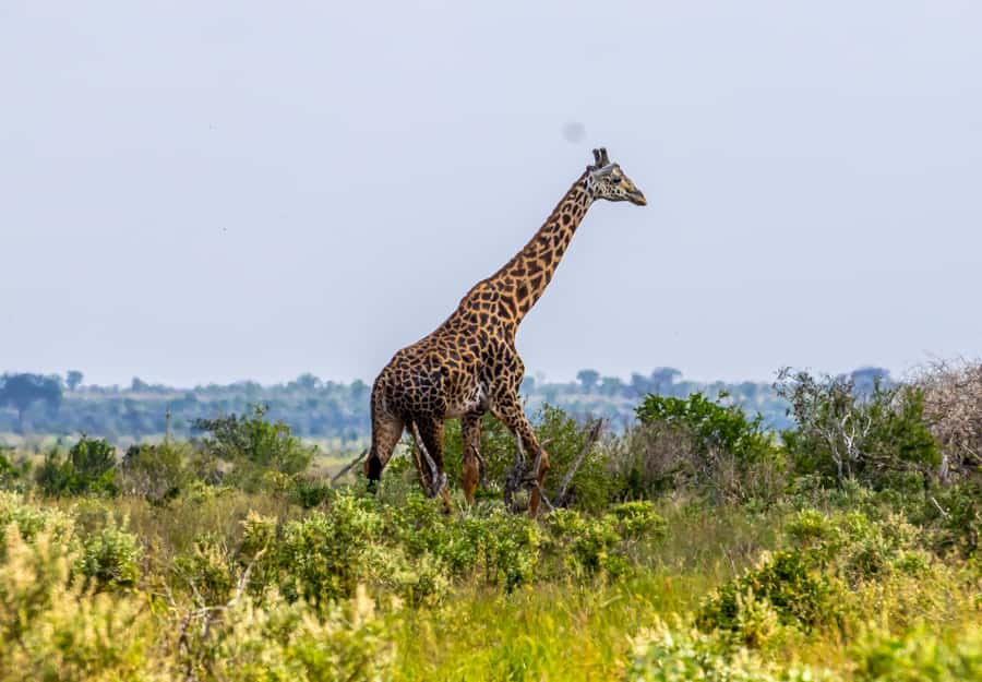 From Mombasa/Mtwapa/Diani/Tiwi: Tsavo East Full-Day Safari - The early rhythm: pickup, breakfast stop, and washroom timing