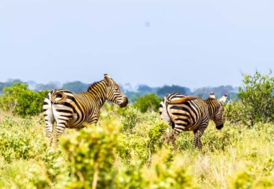 From Mombasa/Mtwapa/Diani/Tiwi: Tsavo East Full-Day Safari - Getting from the Coast to Tsavo East (and why it matters)
